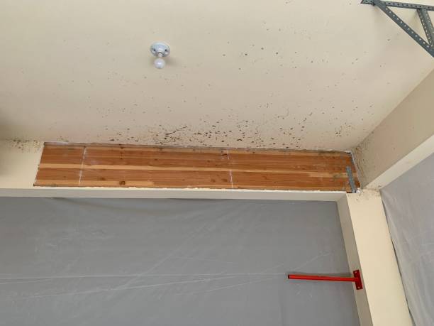 Carmel By The Sea, CA Mold Removal Company