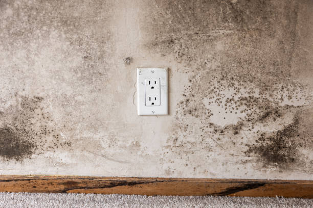 Best Attic Mold Removal  in Rmel By The Sea, CA