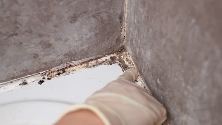 Best Emergency Mold Remediation  in Rmel By The Sea, CA